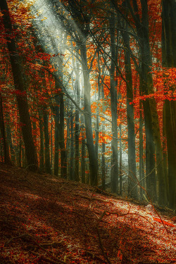 earthyday:  Autumn Forest  by Hans Tibben 
