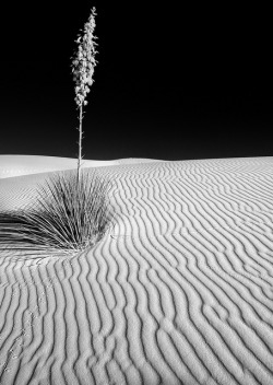 loveandaquestion:  Yucca-kin it up at White Sands by RichGreenePhotography.com