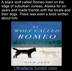 ultrafacts:    How a Wolf Named Romeo Won Hearts in an Alaska
