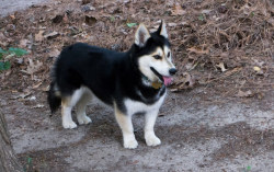 yellowfur:  is a husky, german sheperd or dalmatinian to big