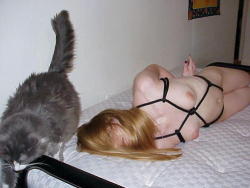 indifferent-cats-in-amateur-porn:  Kitties work here is done.