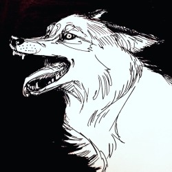 caylachicovsky:  Anxiety wolf