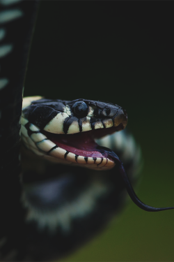 wearevanity:  The Snake 