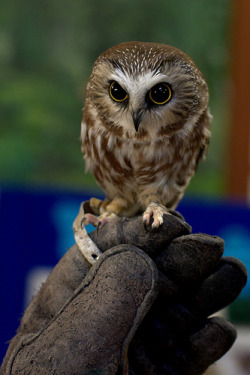 chibisayuri:  Saw Whet owls are quite possibly the most adorable