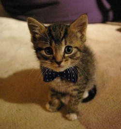 awwww-cute:  Just a kitty with a bow-tie (Source: http://ift.tt/1FD9hWl)