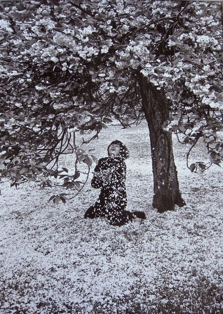 wtxch:Édouard Boubat (French, 1923–1999)Cerisier en fleur,
