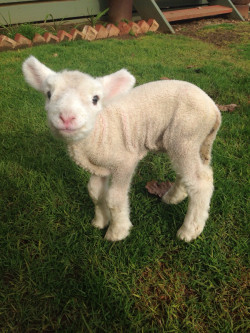 babygoatsandfriends:  Today I am lambsitting. He’s 4 days old.