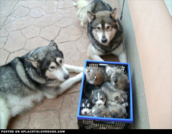 aplacetolovedogs:  Basketful Of PuppiesHusky puppies  We made