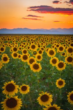 scottsmithphotography:  Denver Sunflowers at Sunset No 2 | Around
