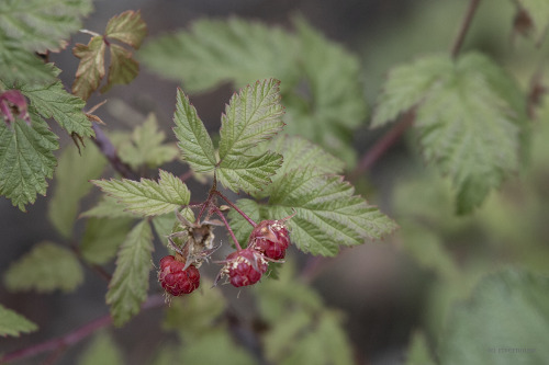 riverwindphotography:  In Yellowstone, the late summer berries