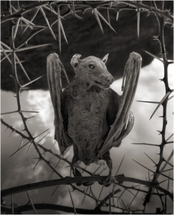  Nick Brandt     Calcified Bat, Lake Natron, Tanzania    