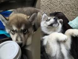 cute-baby-animals:  dog-husky:  Figured you guys liked to see