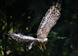 wapiti3:  Oriental honey-buzzard (Pernis ptilorhyncus) on Flickr.Via