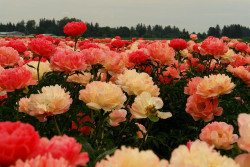 floralls:  Coral sunset ——- peonies (by tollen) 