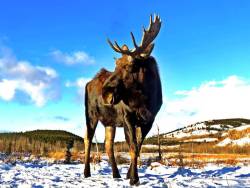 travelyukon:  Moose at the Yukon Wildlife Preserve | Photo by