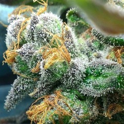 weedporndaily:  More Phantom Cookie trichomesby moonman2288 http://ift.tt/1dCK1Ss