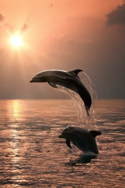 0ce4n-g0d:  dolphins by Vitaliy Sokol