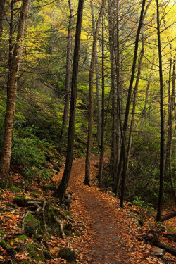 lori-rocks:  through the forest  (by TBJordan1)