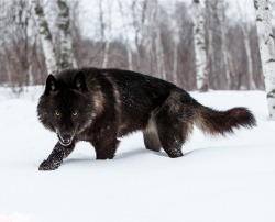 beautiful-wildlife:  Werewolves are among us! by Conrad Tan