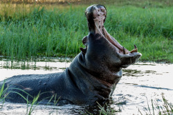 insatiabletraveler:  An angry hippo shows us his banana sized