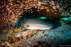 lifeunderthewaves:  Up close by VictorSim Nurse sharl resting