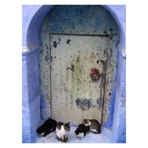 all the kitties in morocco – chefchaouen. oct 2015. . . #nomad #wanderlust #traveltheworld #exploretheworld #kitties #morocco #chefchaouen #bluecity #worldtraveler #wander #catsoftheworld #moroccan