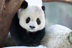 giantpandaphotos:  Gao Gao at the San Diego Zoo, California,