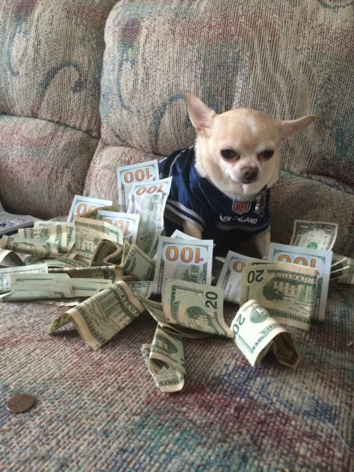 ireflectalmighty:  money dog money dog give me some cash please