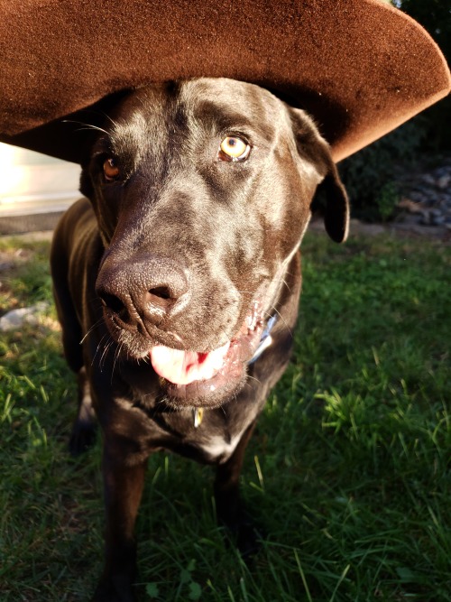 Frisbee says howdy. Happy Halloween, everyone!  