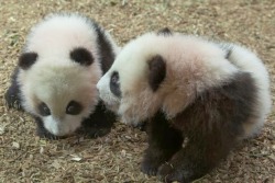 giantpandaphotos:  Twin sisters Mei Huan and Mei Lun at Zoo Atlanta