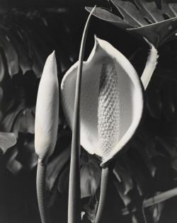 poetryconcrete: Flowering Monstera, photography by Max Dupain, (c.