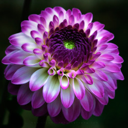blooms-and-shrooms:  Dahlia Boldness by TruemarkPhotography 