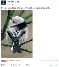 hearty-white-owl:  bakrua:  this facebook page gets me out of