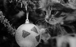 worshippedcats:  edit 
