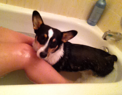 reveseveilles:  Found out how to bathe Hobbes without her freaking