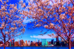  NYC skyline tucked behind beautiful spring blossoms under today’s