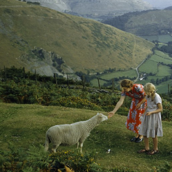 commovente:  Women pet a shy sheep on a hillside overlooking