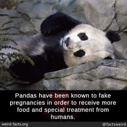 mindblowingfactz:Pandas have been known to fake pregnancies in