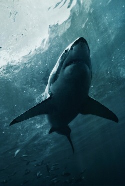 #spirtianimal #greatwhite #shark