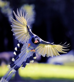 Spread your wings and fly (Blue Magpie)