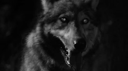 killtheinsidegifs:  The Company of Wolves (1984)   