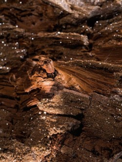 bijoux-et-mineraux:  Petrified Wood covered with Druzy Quartz (Eocene,