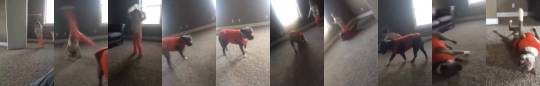 weloveshortvideos:  Dog tries to imitate little girl’s cartwheel