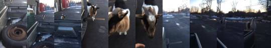 farfrompaid:  fonzworthcutlass:  yourweeaboobs:  weloveshortvideos:  there’s a goat! why is there a goat!? oh my god! there’s a fucking lama!   PLEASEEE FOR THE LOVE OF GOD UNMUTE THIS HE’S SO PERPLEXED  #what kind of doctor dolittle   That noise