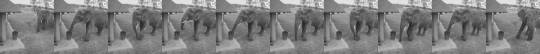An elephant caught on cctv picking up litter.