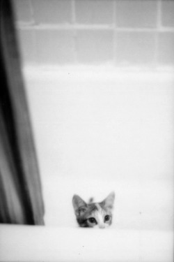 fromme-toyou:  Baby Bella Minolta SRT101 / Tri-X 400 