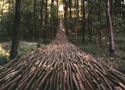 (via wowyeahplants, plants)