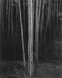 Aspens, Northern New Mexico photo by Ansel Adams, 1958