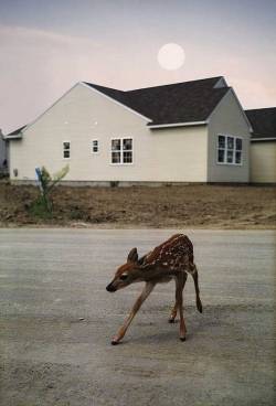 Streamside Day by Pierre Huyghe; production still by Aaron S.