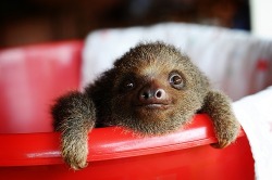 secondstar05:   randomyesusefulno:   A sloth in a bucket    
